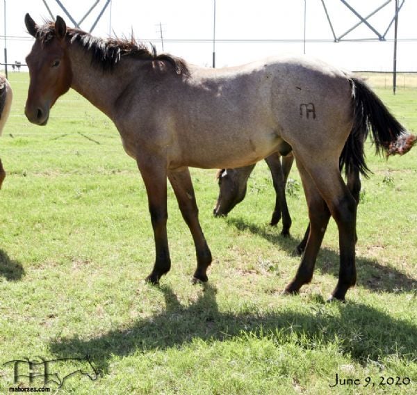 Annabone's 2019 bay roan colt